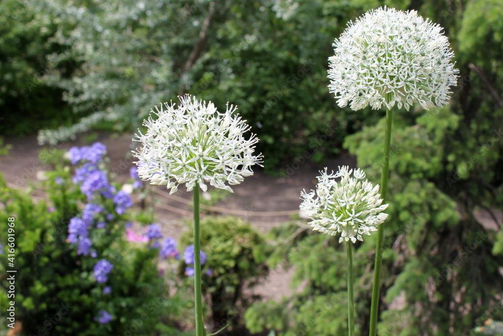 onion flowers in the form of balls bloom in the garden
onion flowers in the form of balls bloom in the garden