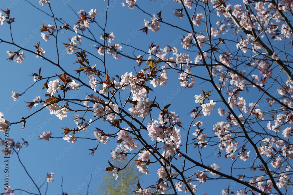 cherry blossoms bloom against the blue sky in spring
cherry blossoms bloom against the blue sky in spring
