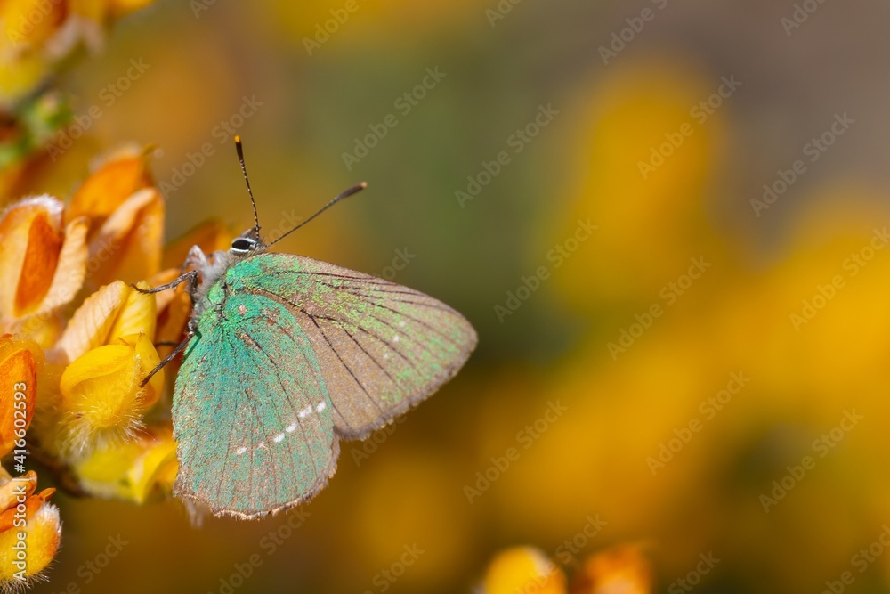 Obraz premium (Callophrys rubi), small green butterfly on the yellow flower