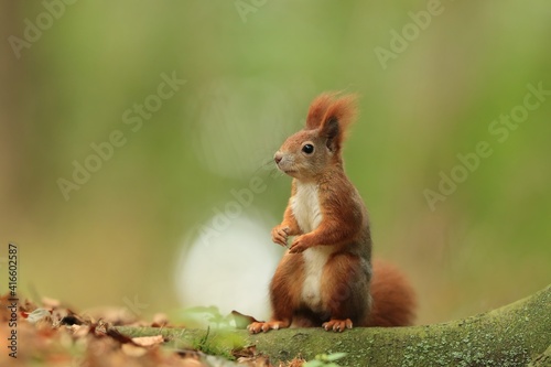 Art view on wild nature. Cute red squirrel with long pointed ears inspring scene . Wildlife in the april forest. Sciurus vulgaris © Monikasurzin