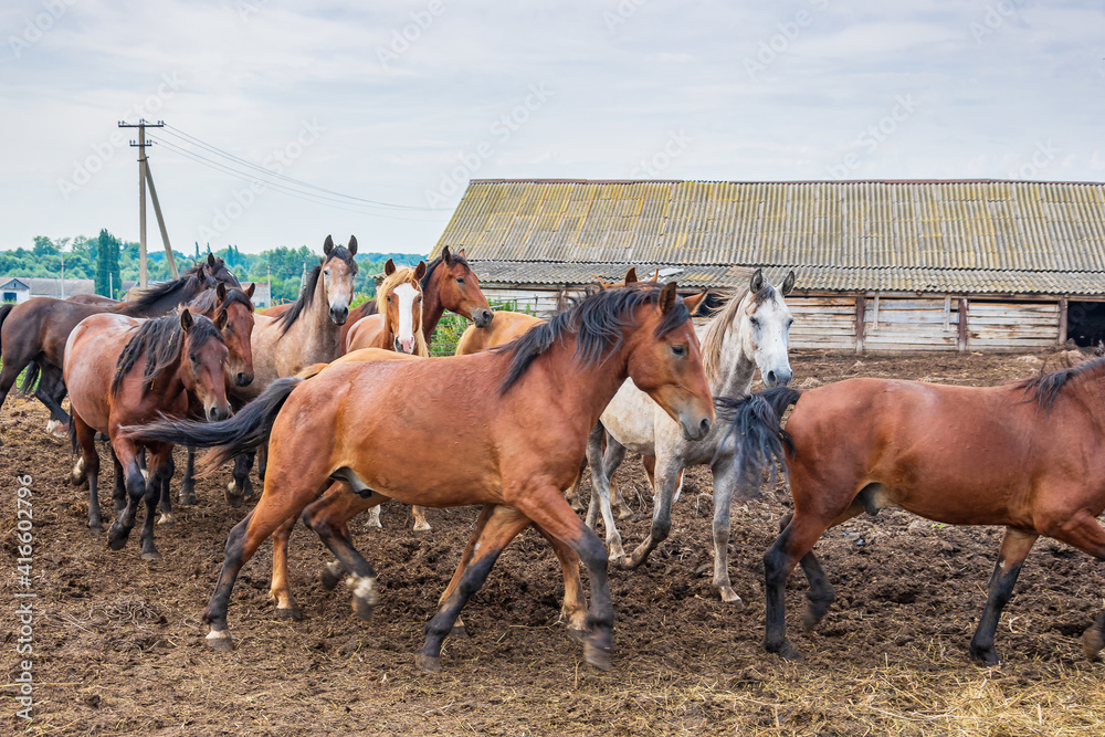 A herd of horses gallops around the horse yard against the background of the old stable, summer day. A herd of horses gallops around the horse yard against the background of the old stable, summer day.