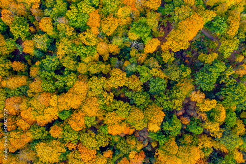 Aerial view over forest during vibrant autumn colors in Helsingborg, Sweden. Aerial view of woods. Aerial autumn forest. Aerial drone view of forest with orange trees and beautiful landscape.