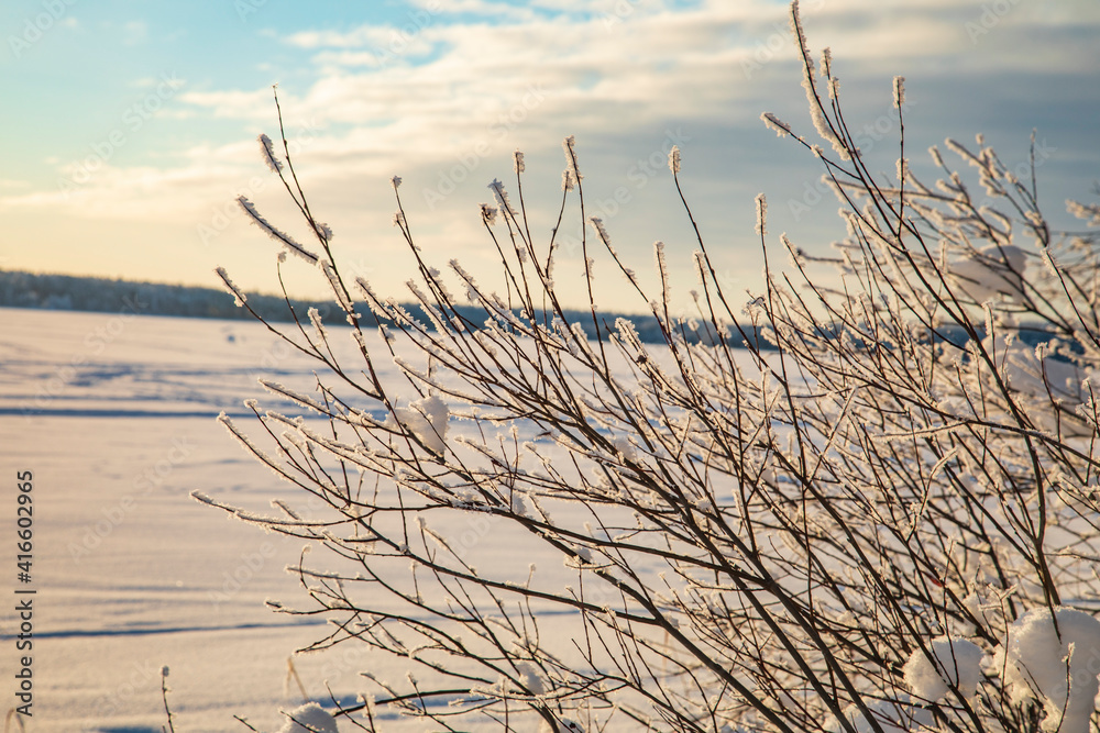 Winter landscape in a quiet Karelian forest. Winter landscape in a quiet Karelian forest.