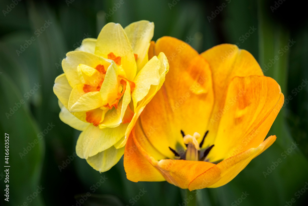 Orange Darwin hybrid tulip and double daffodil, USA Orange Darwin hybrid tulip and double daffodil, USA
