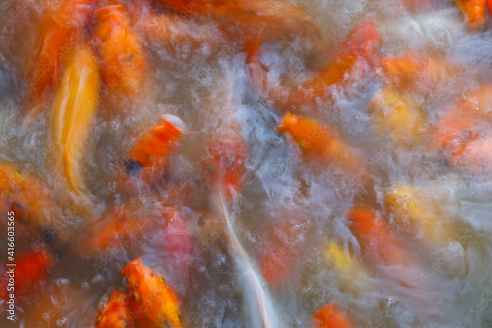 Lots of colorful fish Lots of colorful fish