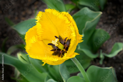 Yellow Fringed tulip, USA photo