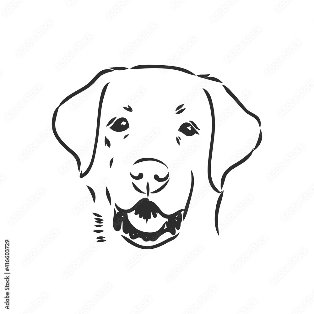 Vector image of an dog labrador on white background Vector image of an dog labrador on white background