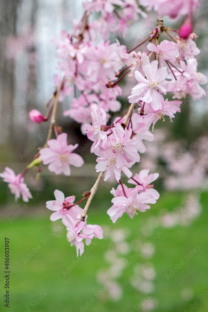 Branch of cherry blossoms, USA Branch of cherry blossoms, USA