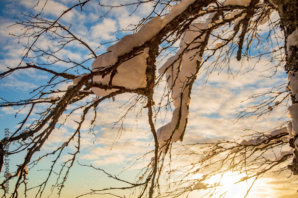 Snow-covered tree branches. Winter forest. Snow-covered tree branches. Winter forest.