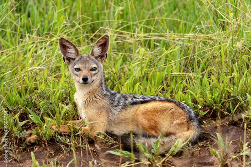 Black-backed jackal (Lupulella mesomela) in Tarangire National Park, Tanzania