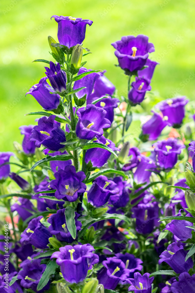 Campanula, Canterbury-Bells, USA Campanula, Canterbury-Bells, USA