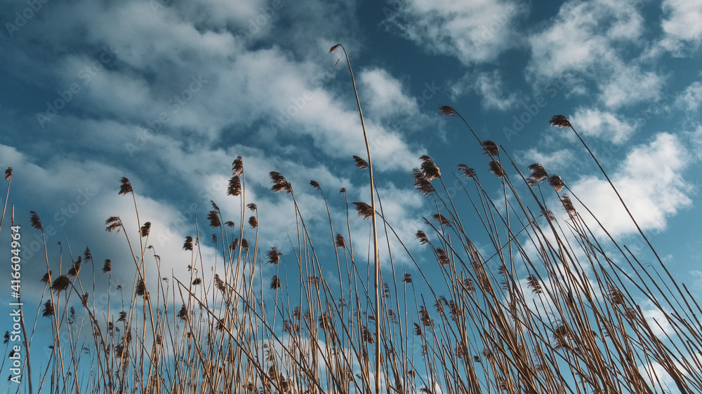 Obraz premium Cane sky summer aesthetic vibe vintage clouds