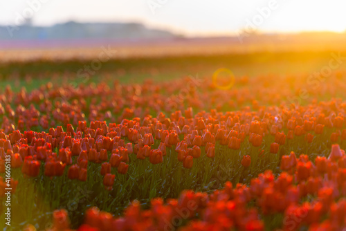 Fields of blooming red tulips at sunrise. Beautiful outdoor scenery in Netherlands, Europe. photo