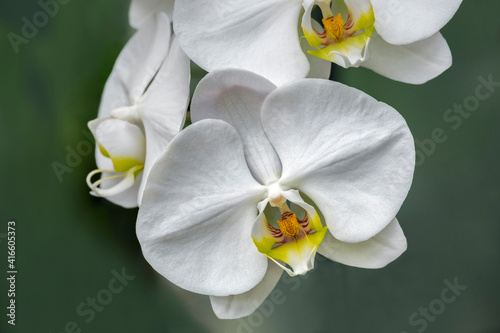 White orchid, USA