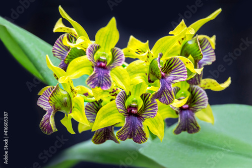 Green Flash, Dendrobium orchid, USA photo