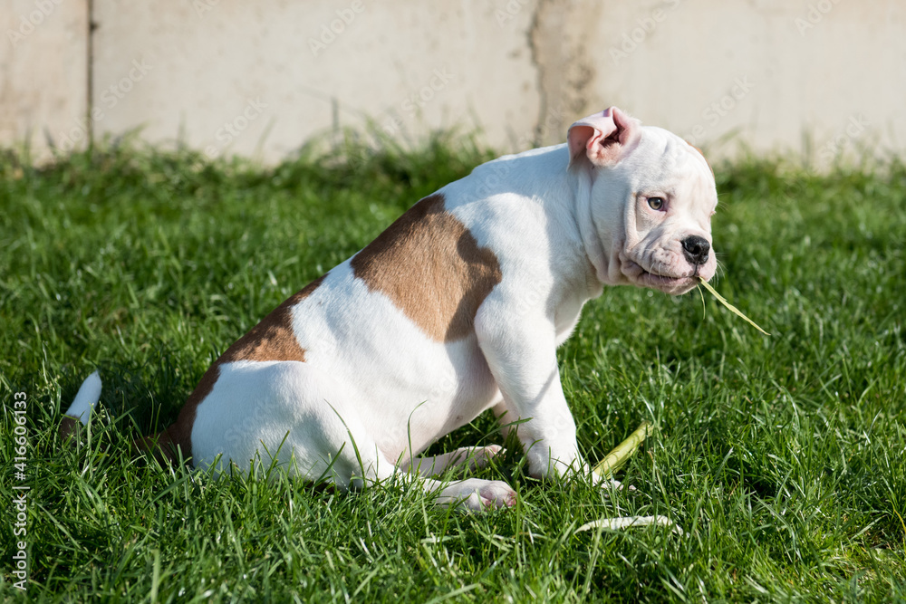 White American Bulldog puppy is eating corn on nature