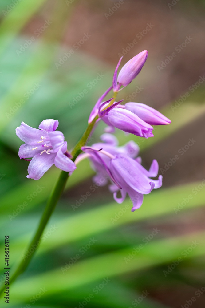 Fototapeta premium English wood hyacinth, USA