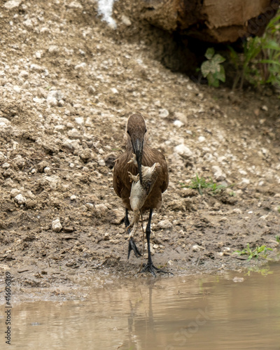 Hamerkop (Scopus umbretta) feeding a bull frog in Serengeti, Tanzania photo