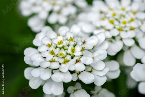 Rock cress, USA.