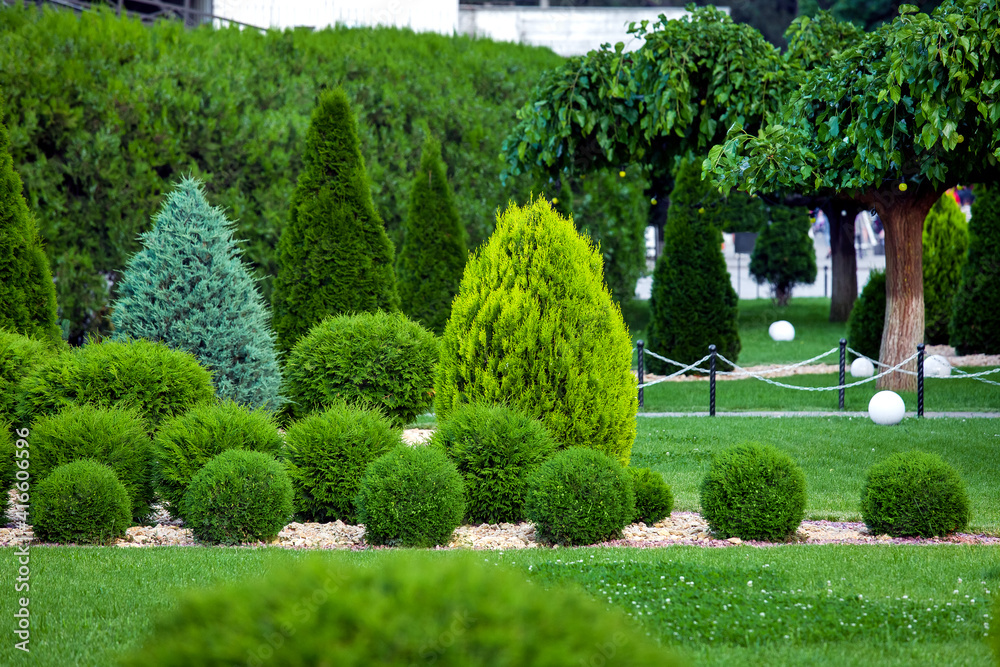 greenery landscape of a garden with evergreen thuja and cypress in a greenery park with decorative trees and bushes on green lawn, nobody.