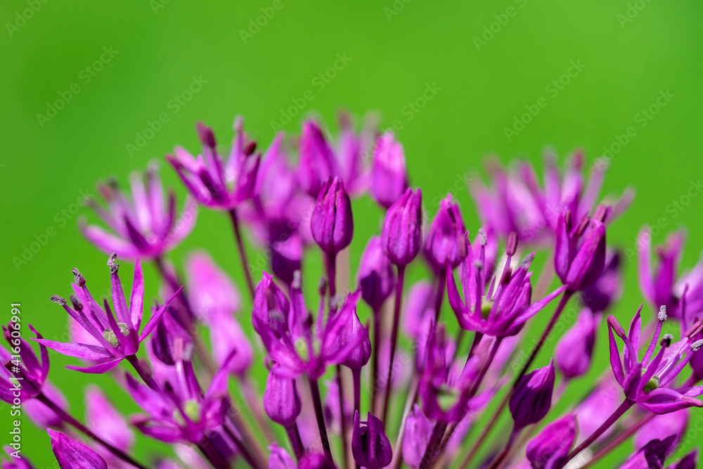Fototapeta premium Allium, USA