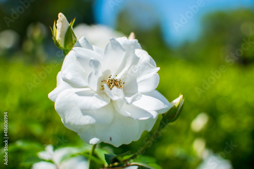 Hermosa rosa blanca junto a dos capullos a su lado