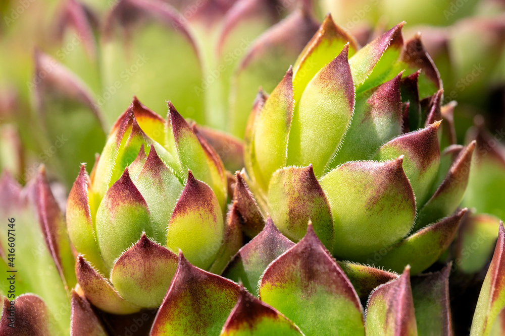 Hens and chicks, succulents, USA Hens and chicks, succulents, USA