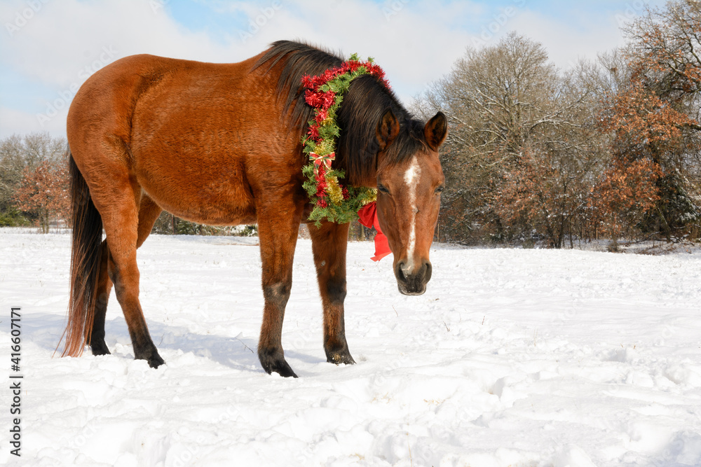 Cute little red bay Arabian horse standing in snowy pasture wearing a Christmas wreath with red and gold tinsel and bows, looking at the viewer Cute little red bay Arabian horse standing in snowy pasture wearing a Christmas wreath with red and gold tinsel and bows, looking at the viewer