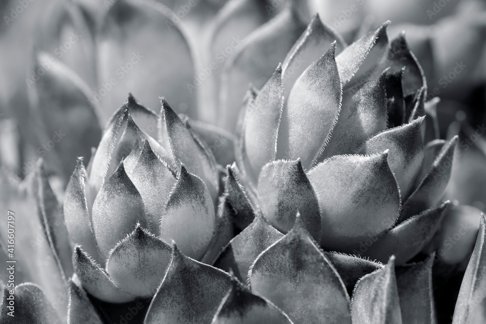 Fototapeta premium Hens and chicks, succulents, USA