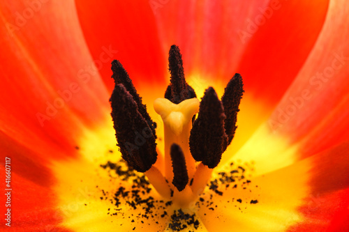 Orange and yellow flame tulip flower extreme macro close up. Details tulip inner flower with pistil and stamen, filament, stigma, petals visible. Concept for delicate nature, Spring, Summer.