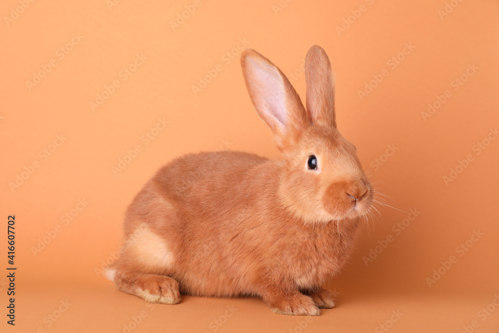 Cute bunny on orange background. Easter symbol