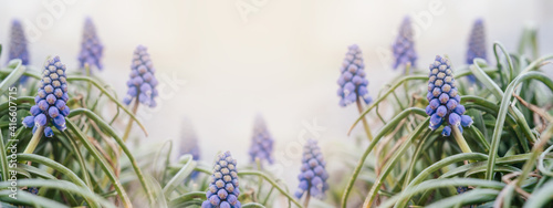 Blue muscari flowers floral spring banner photo