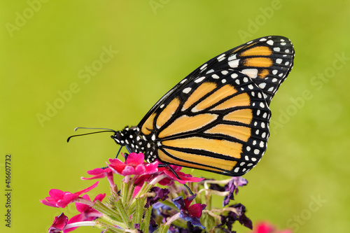 Beautiful Monarch butterfly on top of pink Verbena flowers with sunny green summer background