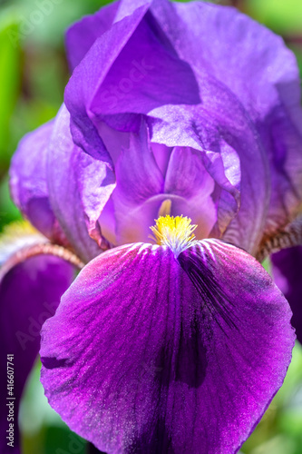 Fototapeta Naklejka Na Ścianę i Meble -  Bearded Iris, USA