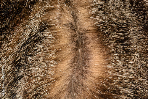 Schilderij op canvas Brown tabby cat hair divided to roots to show the coloration of individual hairs
