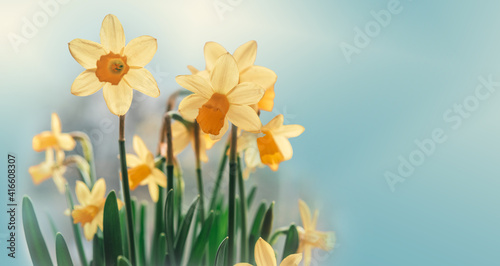 Obraz na plátne Daffodil flowers floral spring banner
