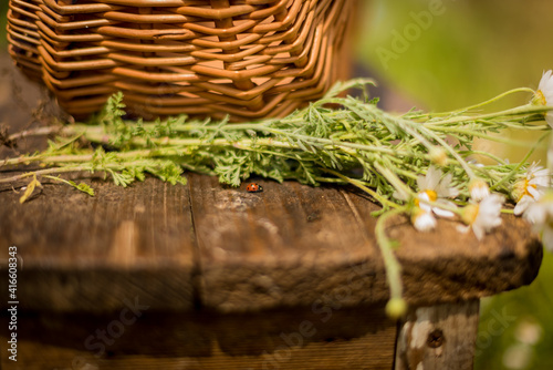 basket with chamomile and ladybug