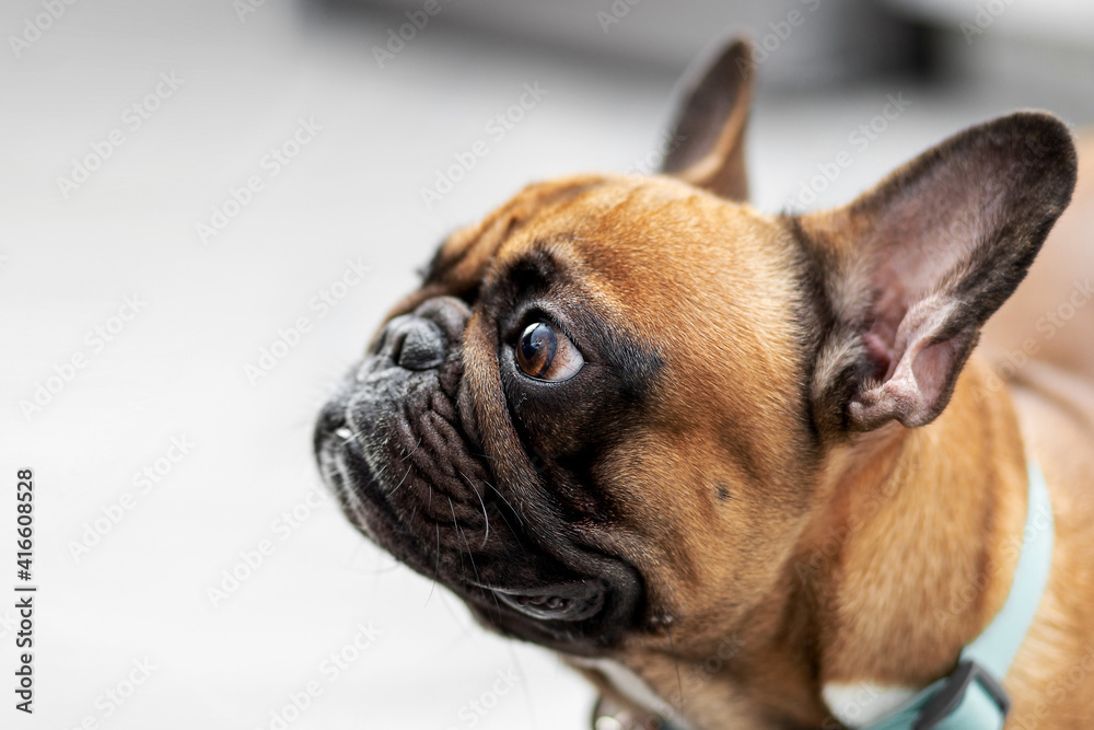 Side view of French bulldog standing and looking away