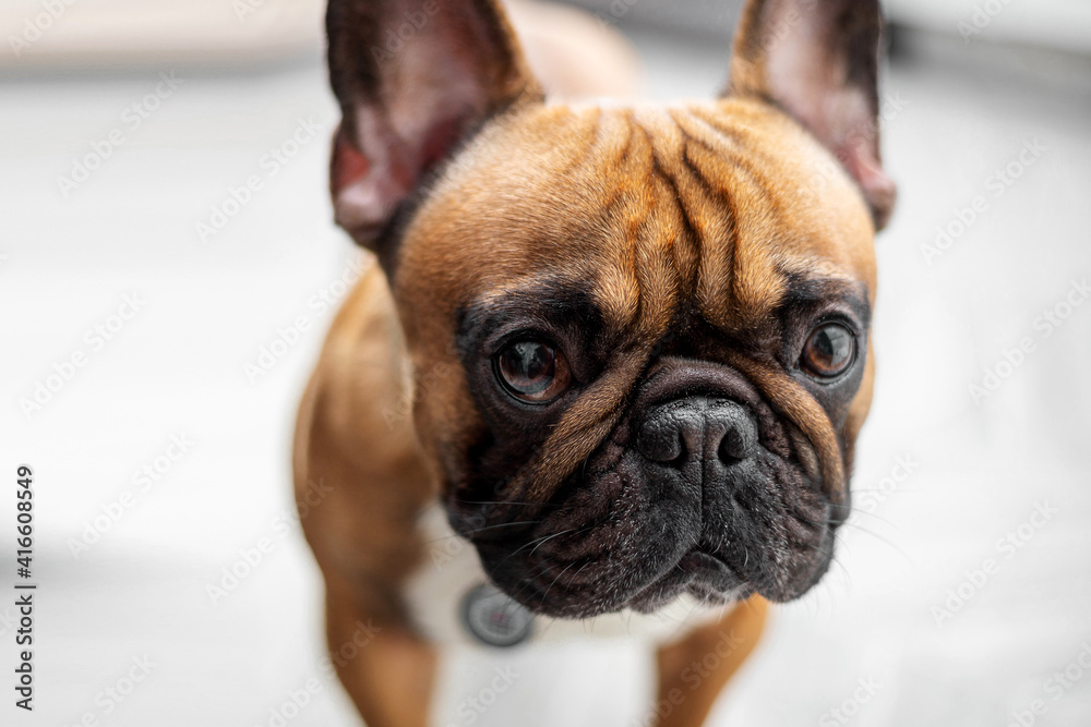 Top view of young French bulldog standing and looking at camera. Indoor
