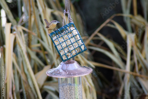 Obraz na plátně A cute little Carolina Wren on a suet block at a feeding station in a spring gar