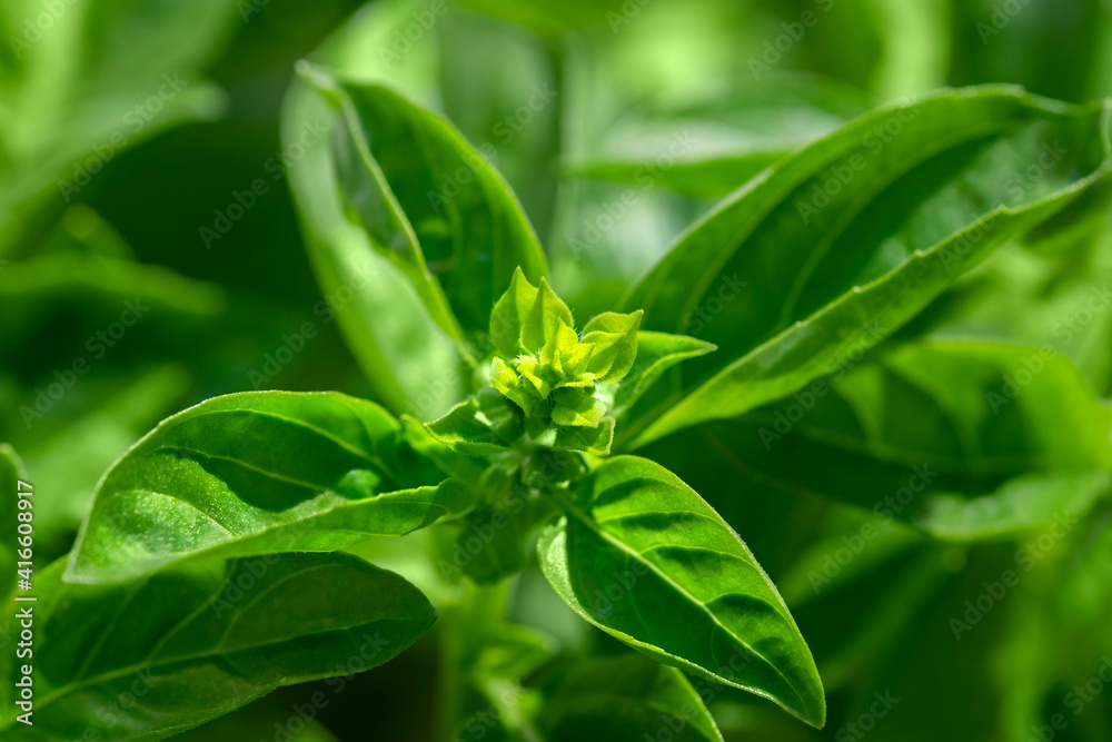 Obraz premium Fresh basil plant, USA