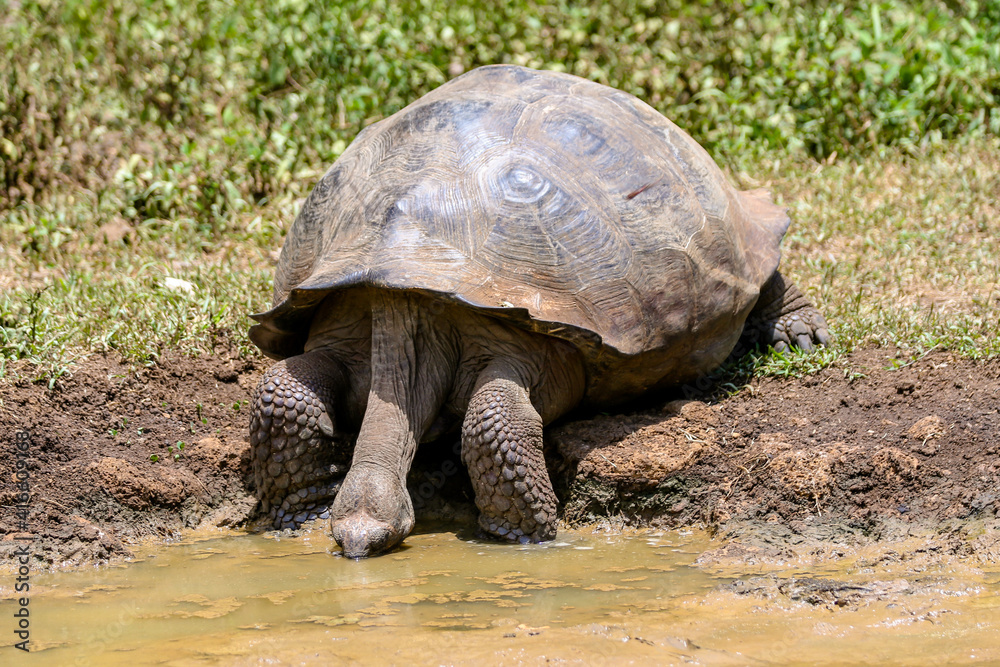 Fototapeta premium Giant tortoises in the Galapagos