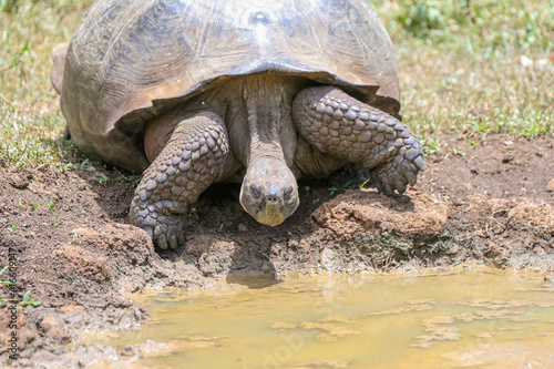 Giant tortoises in the Galapagos