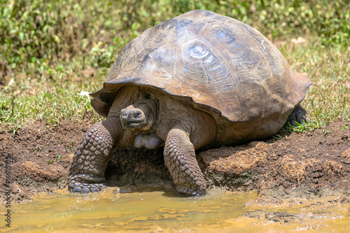 Giant tortoises in the Galapagos © Torval Mork