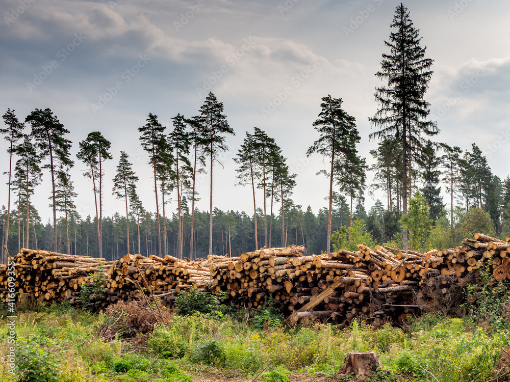 Cut forest in Minsk region Belarus