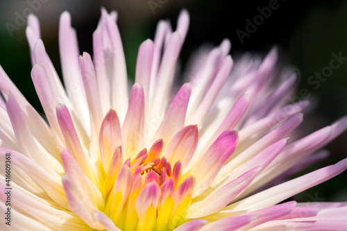 Pink dahlia  USA.