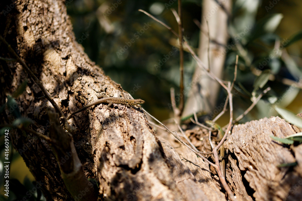 Zootoca vivipara (Lacerta vivipara) closeup portrait. An image of a Common Lizard in its natural environment Zootoca vivipara (Lacerta vivipara) closeup portrait. An image of a Common Lizard in its natural environment
