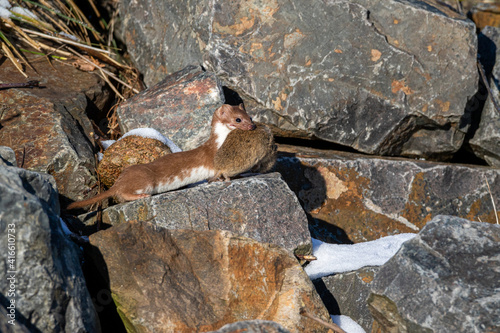 Mauswiesel auf Beutezug