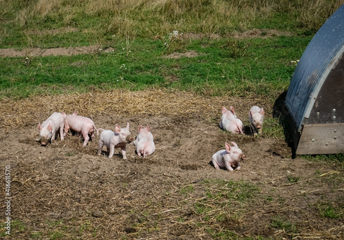 Glückliche Schweine - alternative Freilandhaltung von Schweinen, niedliche Ferkel auf der Weide. photo