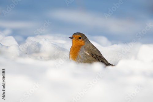 Robin (readbreast perched) in snow.